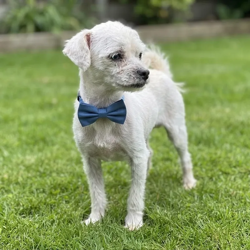 A young small-sized male Miniature Poodle dog named Tiny Tim for adoption in Las Vegas, NV