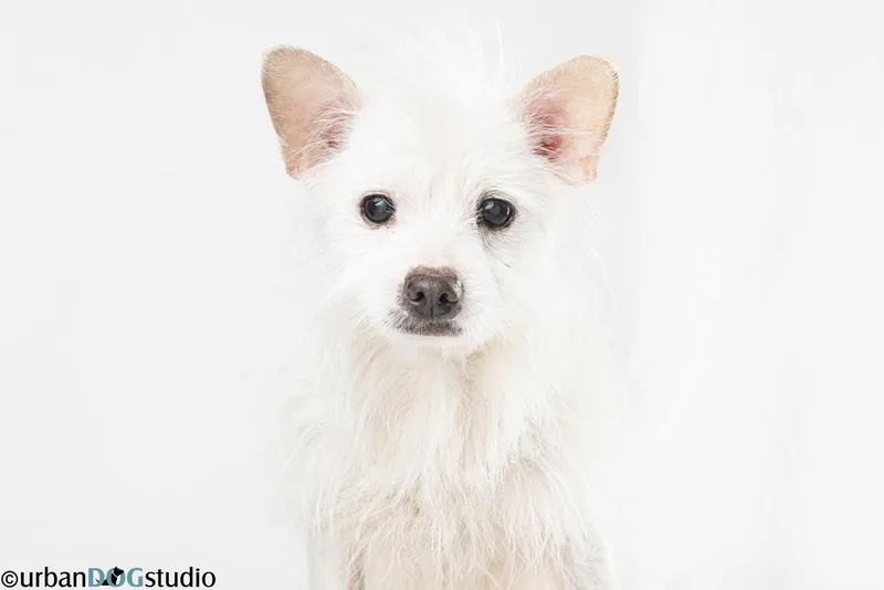 Bijou  M thumbnail 2