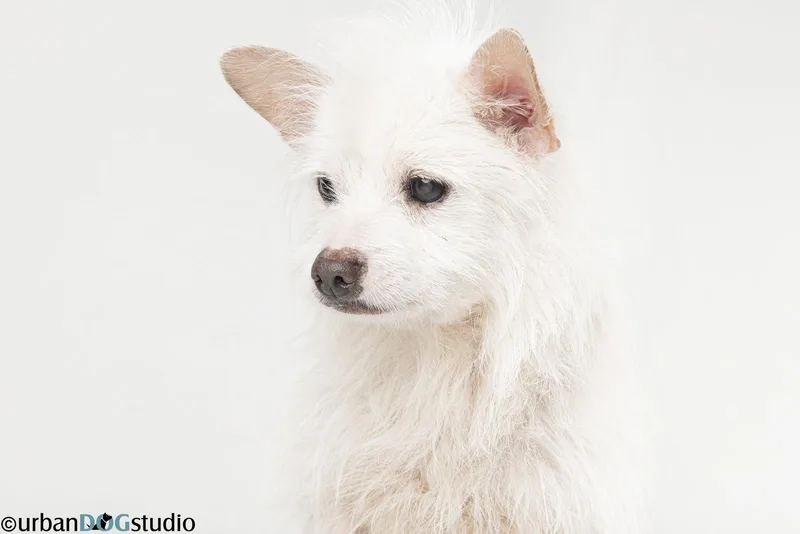 Bijou  M thumbnail 3