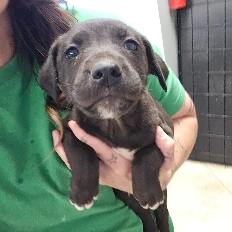 A baby small-sized male Black Labrador Retriever dog named Guacamole U for adoption in Tupelo, MS