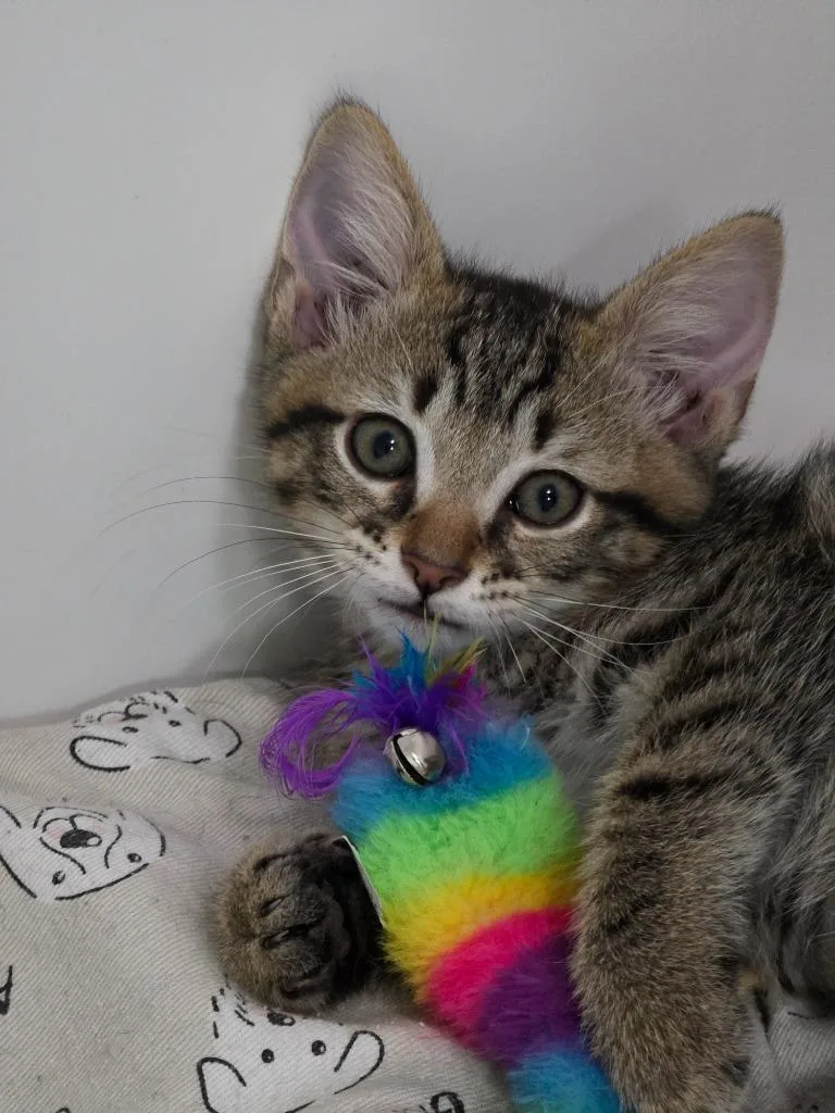 A baby medium-sized male Domestic Short Hair cat named Champ for adoption in Huntington, IN