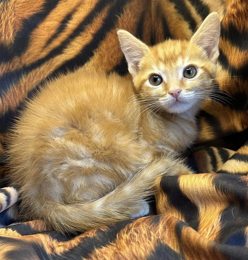 A baby small-sized male Domestic Short Hair cat named Fasolada for adoption in San Diego, CA