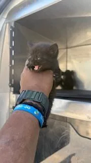 A baby medium-sized male Domestic Short Hair cat named Rusty for adoption in Dallas, TX