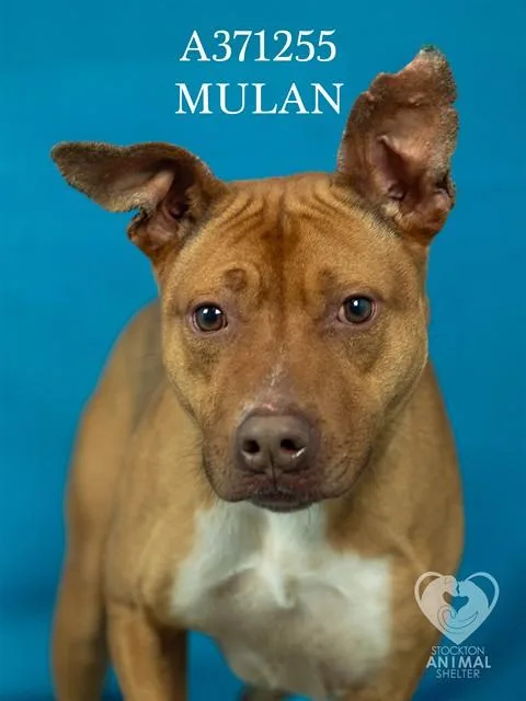An adult large-sized female Pit Bull Terrier dog named Mulan for adoption in Stockton, CA