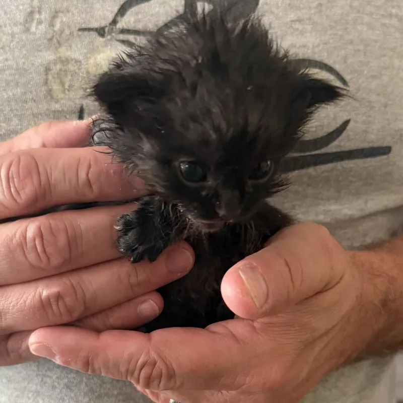 A baby small-sized female Black Domestic Short Hair cat named London Bridge for adoption in Greensboro, NC