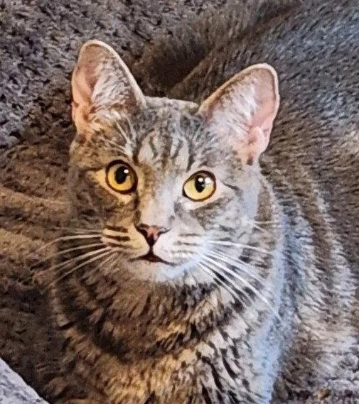 An adult medium-sized female Domestic Short Hair cat named Maci for adoption in Shawnee, KS