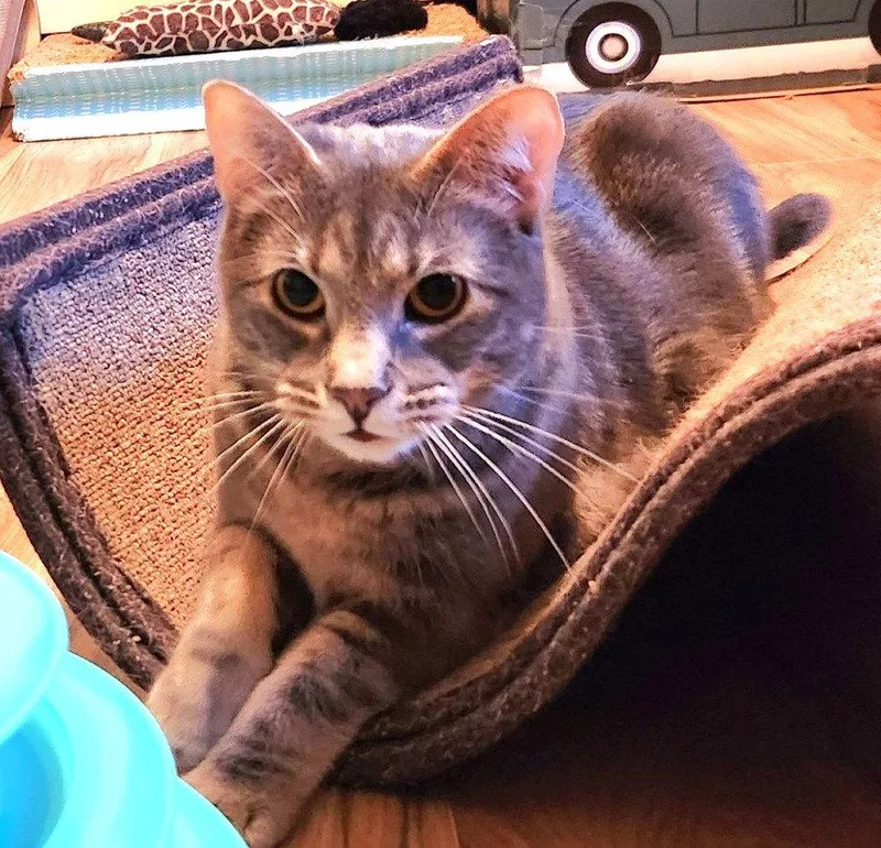 Maci thumbnail 3