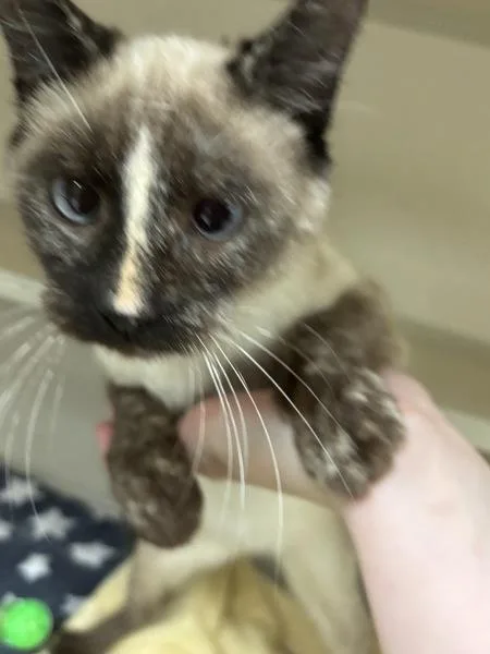 Little Lady thumbnail 2