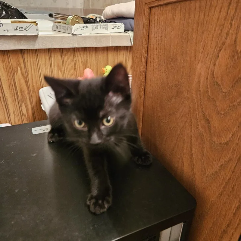 A baby small-sized male Black Domestic Short Hair cat named Adidas for adoption in Birdsboro, PA