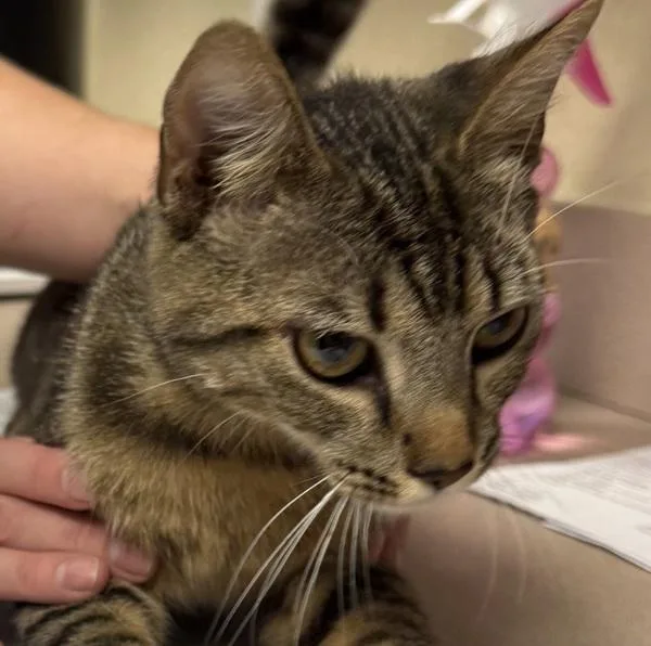 A young small-sized male Domestic Short Hair cat named Toyota for adoption in Salisbury, MD