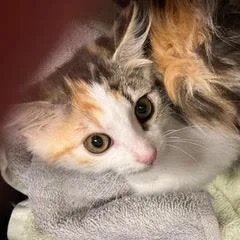 A baby medium-sized female Calico cat named Heirloom for adoption in Green Valley, AZ