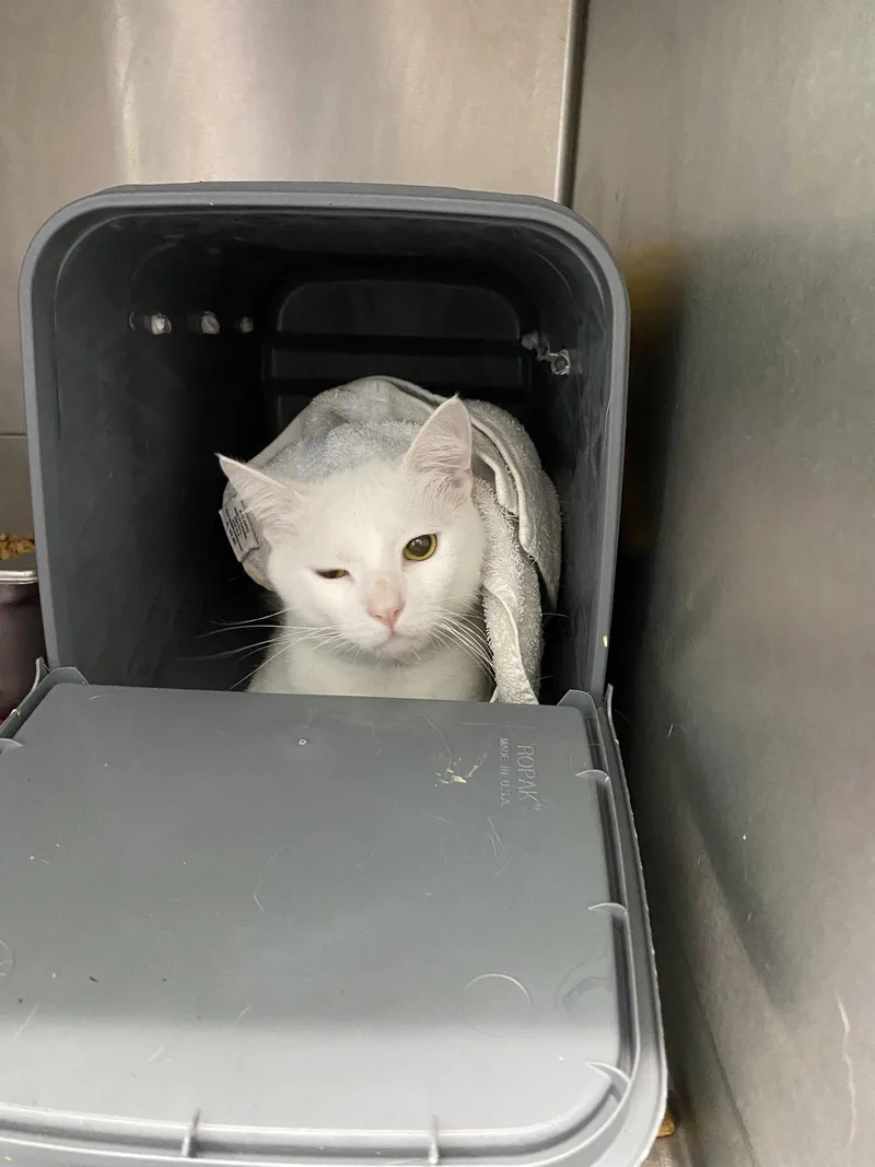 A young medium-sized male White Domestic Short Hair cat named Luffy Visit At Petsmart for adoption in Rustburg, VA