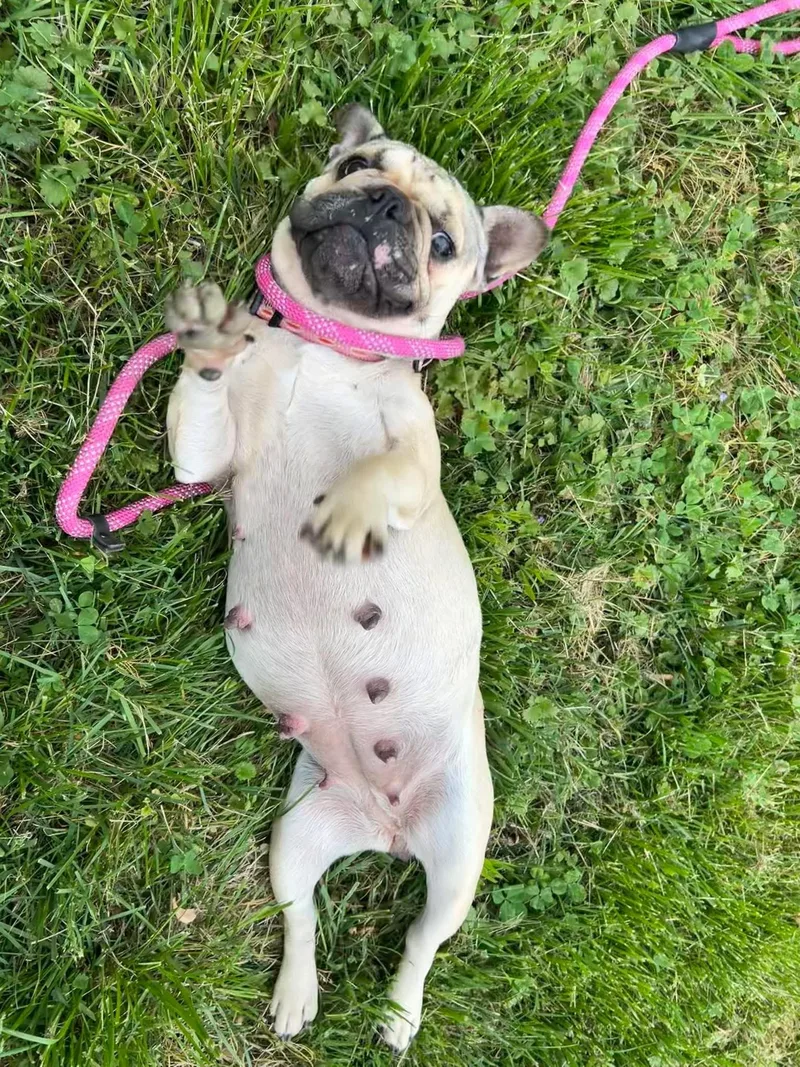 An adult small-sized female Yellow / Tan / Blond / Fawn French Bulldog dog named Lacy for adoption in Potomac, MD