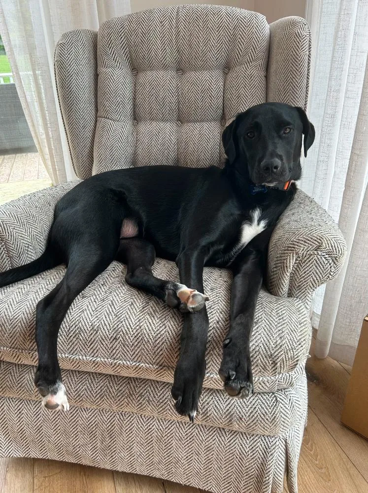 An adult large-sized male Tricolor (Brown, Black, & White) Labrador Retriever dog named Stitch for adoption in Pottstown, PA