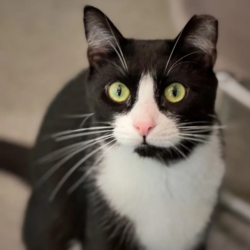 An adult large-sized female Domestic Short Hair cat named Hermione for adoption in Cumming, GA