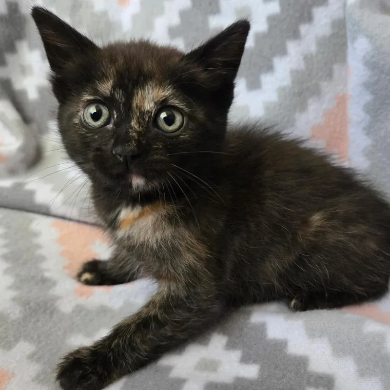 A baby small-sized female Tortoiseshell American Shorthair cat named Taffy for adoption in Calimesa, CA