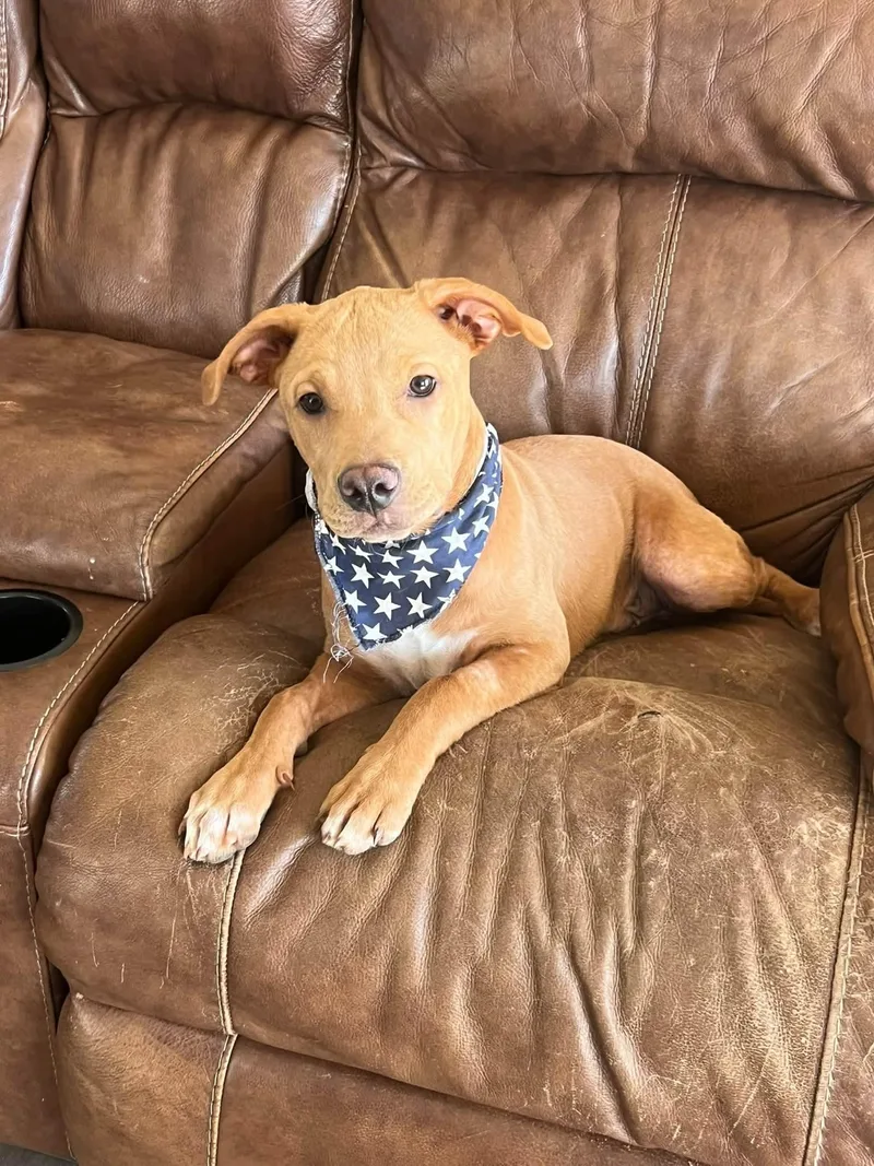 A baby medium-sized male Yellow / Tan / Blond / Fawn Labrador Retriever dog named Bear for adoption in Cedar Rapids, IA