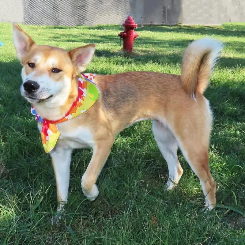 A young medium-sized female Yellow / Tan / Blond / Fawn Shiba Inu dog named Suki for adoption in Wadena, MN