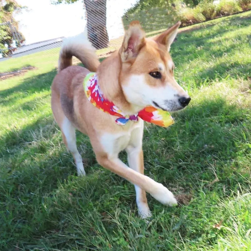 Suki thumbnail 2