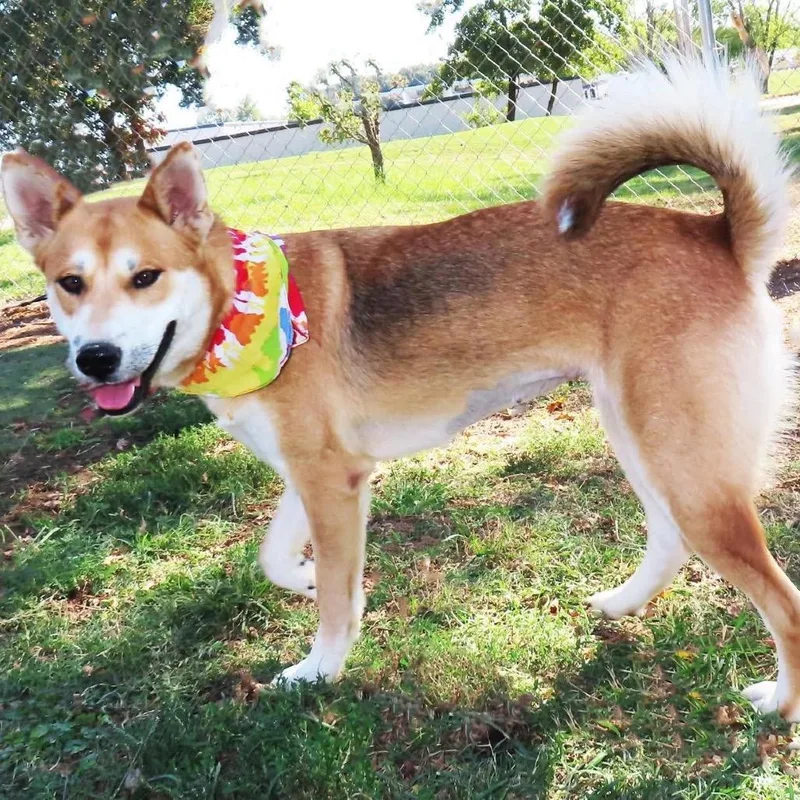 Suki thumbnail 3