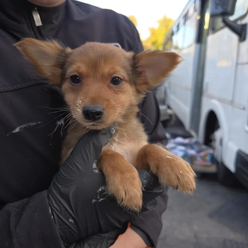 A baby small-sized female Yellow / Tan / Blond / Fawn Mixed Breed dog named Conner for adoption in Klamath Falls, OR
