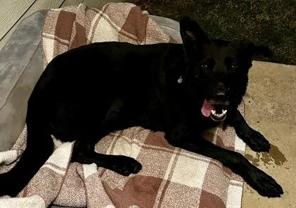 An adult large-sized male Shepherd dog named Angus for adoption in Fort Worth, TX