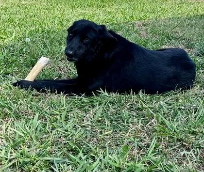 Angus thumbnail 2