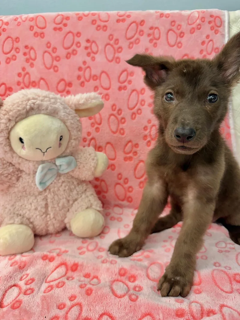 A young medium-sized female Brown / Chocolate Belgian Shepherd / Malinois dog named Zyrtec for adoption in Miami, FL