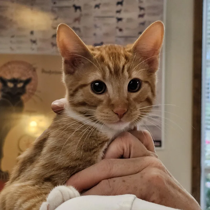 A baby medium-sized female Tabby cat named Tammy for adoption in Burlington, WA