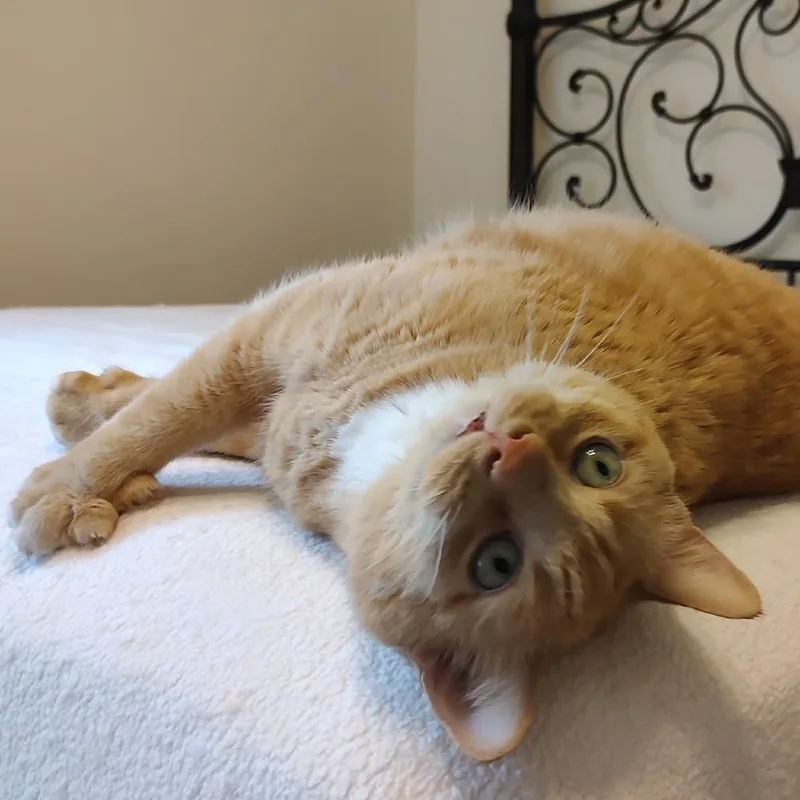 A senior large-sized female Orange / Red Domestic Short Hair cat named Celine for adoption in Fairfax Station, VA