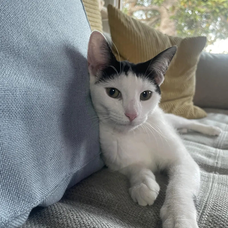 A baby medium-sized female Black & White / Tuxedo Domestic Short Hair cat named Mochi for adoption in La Canada, CA