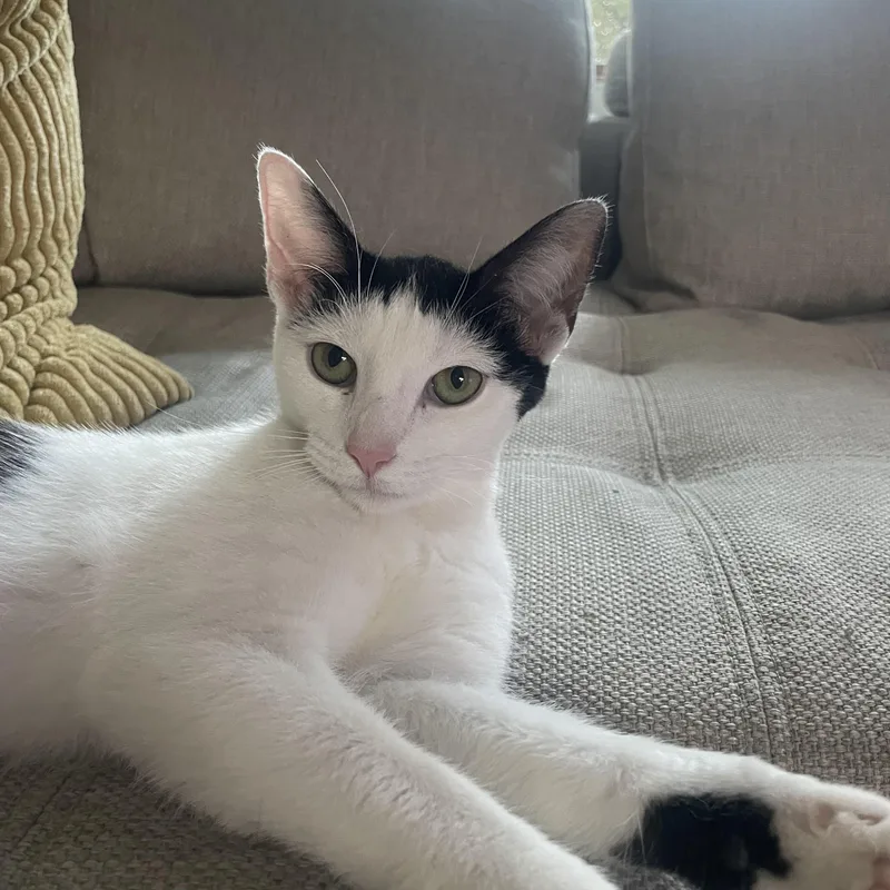 Mochi thumbnail 2