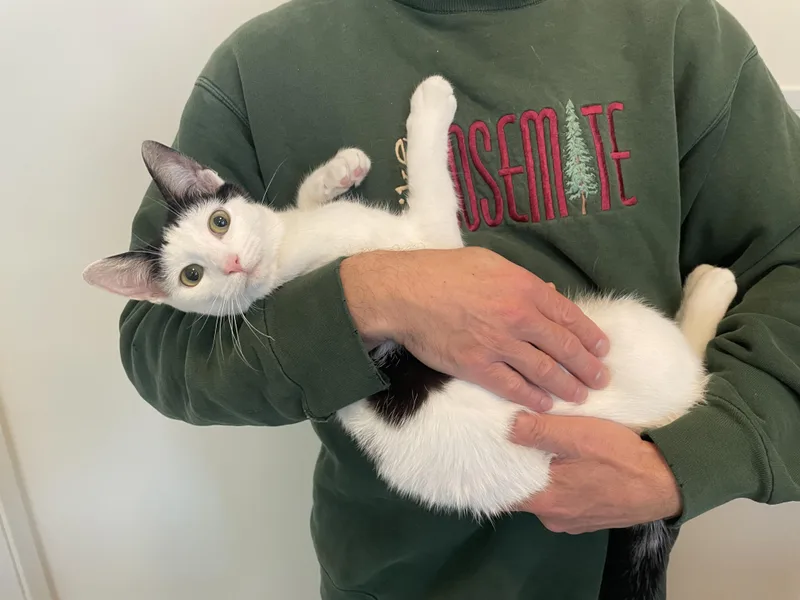 Mochi thumbnail 3