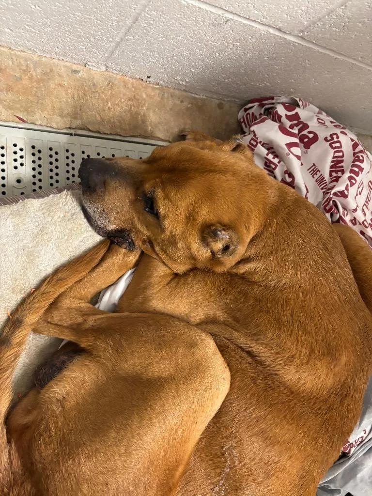 A senior medium-sized male Mixed Breed dog named Roy for adoption in Newcastle, OK