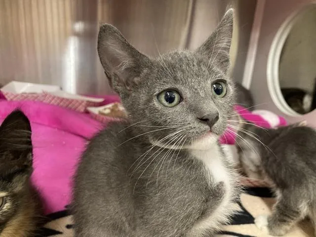 A baby small-sized male Domestic Short Hair cat named Atticus for adoption in Tustin, CA
