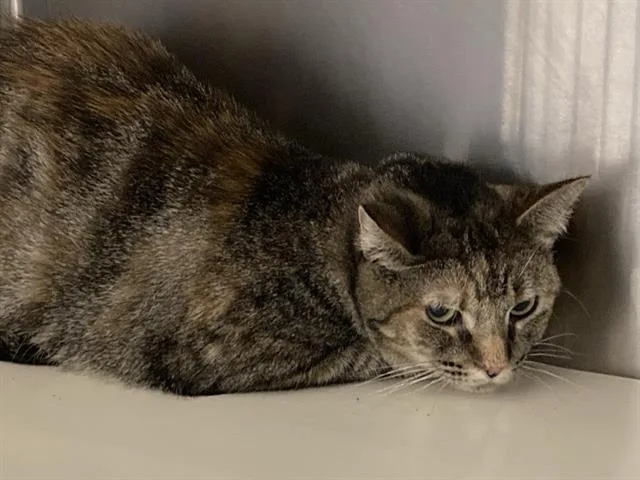 An adult medium-sized female Domestic Short Hair cat named Lara for adoption in Tustin, CA