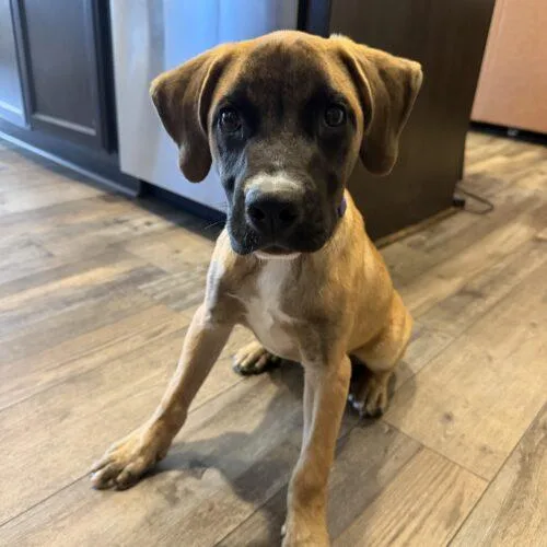 A baby small-sized male Apricot / Beige Mastiff dog named Hoss for adoption in Edmond, OK