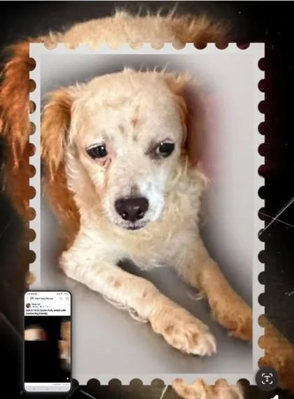 An adult small-sized male Cavalier King Charles Spaniel dog named Dustin for adoption in Morton Grove, IL