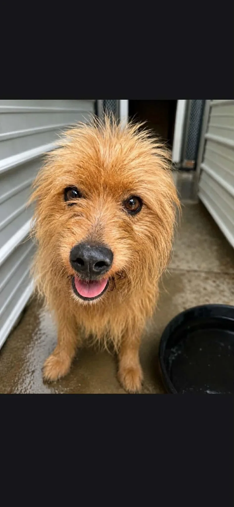 A young medium-sized male Terrier dog named Benji for adoption in Westwood, NJ