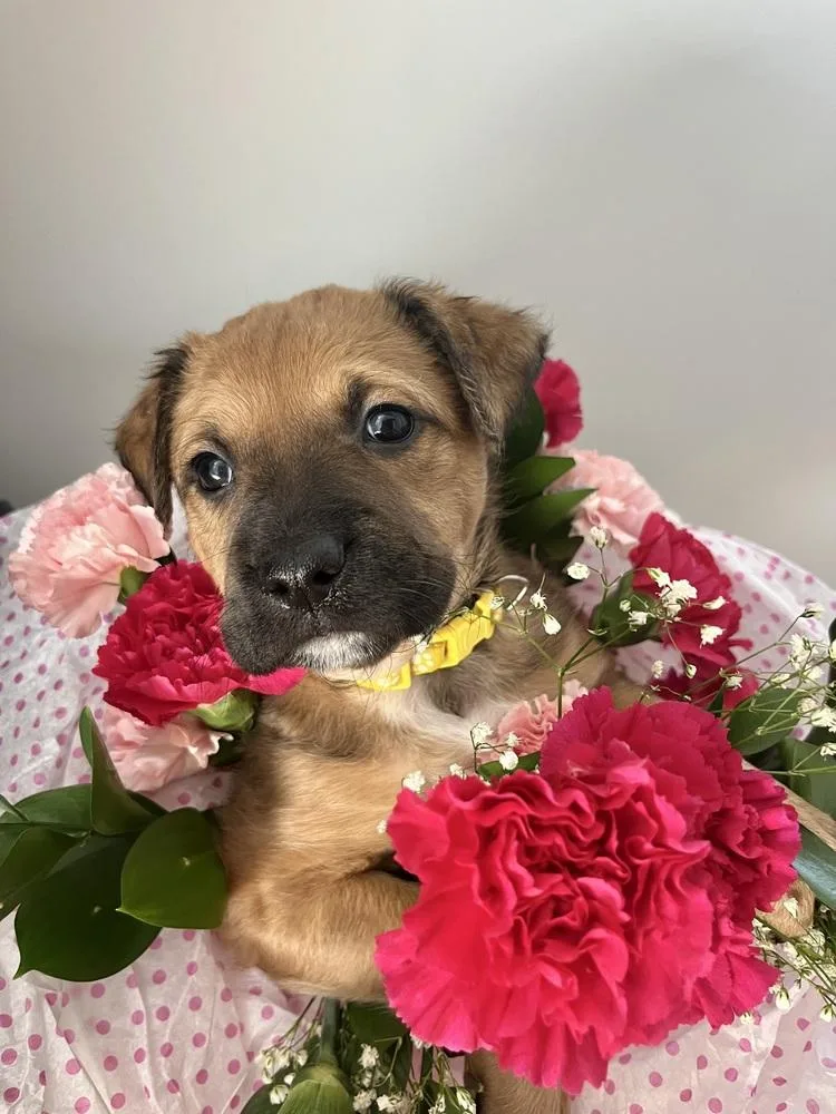A baby small-sized female Dutch Shepherd dog named Booktok Fantasy Litter  for adoption in Imlay City, MI