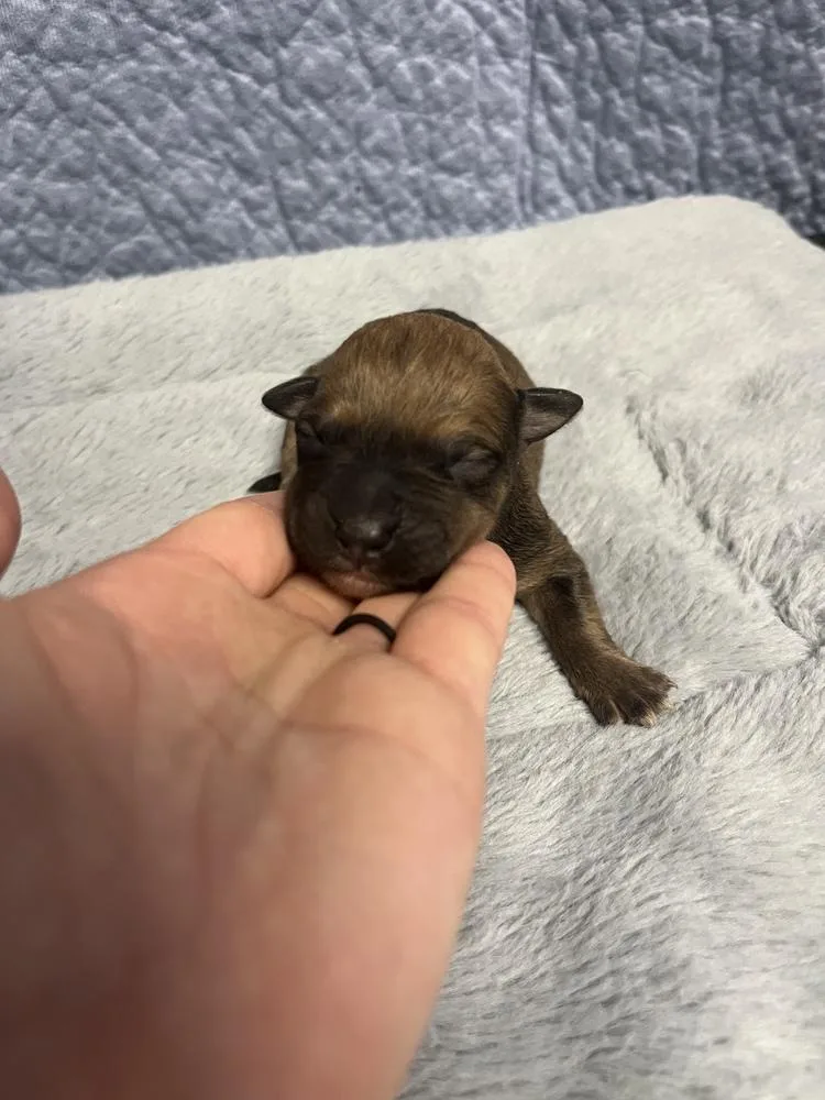 Booktok Fantasy Litter  thumbnail 2