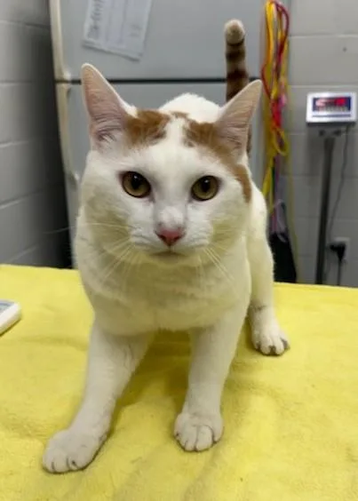 An adult large-sized male Domestic Short Hair cat named Whitey for adoption in Peoria, IL