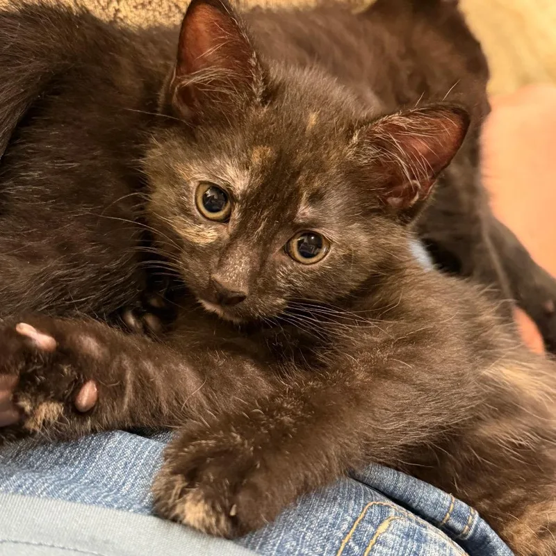 A baby small-sized female Black Domestic Short Hair cat named Black Eyed Susan for adoption in Gloucester, VA