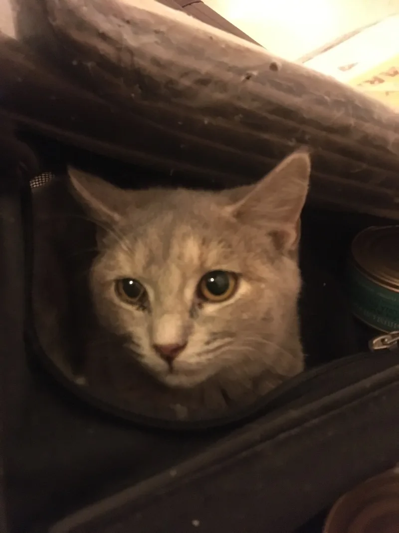 A young medium-sized female Dilute Tortoiseshell Domestic Short Hair cat named Minella for adoption in Stuart, VA