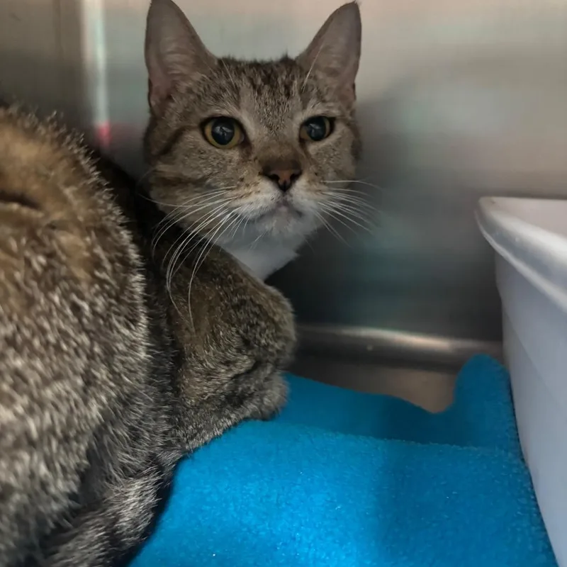 A young medium-sized female Brown / Chocolate Domestic Short Hair cat named Wiggles for adoption in Lakeland, FL