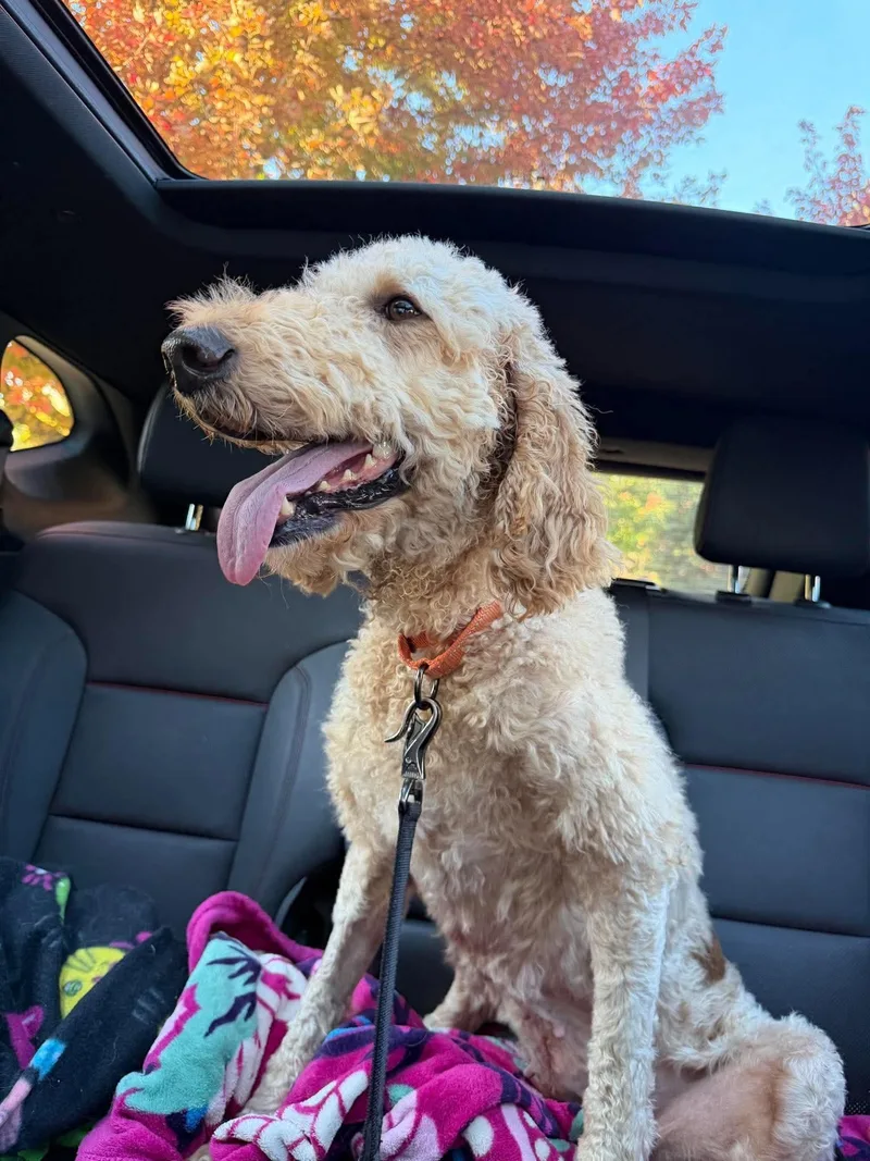 An adult large-sized female Golden Retriever dog named Winnie for adoption in Elgin, IL
