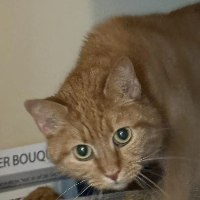 An adult small-sized female Orange / Red Domestic Short Hair cat named Charlotte for adoption in Westport, CT