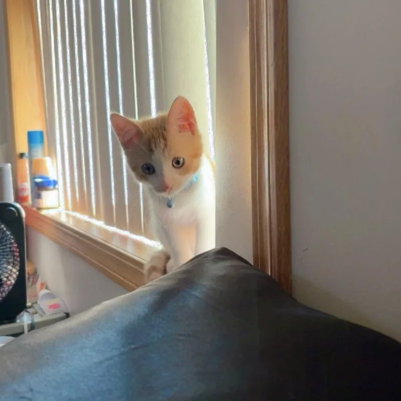 A baby small-sized male Orange / Red Domestic Short Hair cat named Milo for adoption in Rochester, MN
