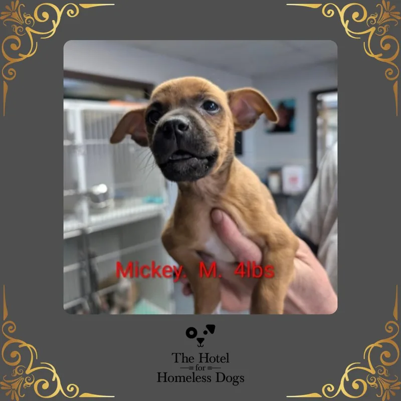 A baby small-sized male Brindle Jack Russell Terrier dog named Mickey for adoption in Cumberland, RI