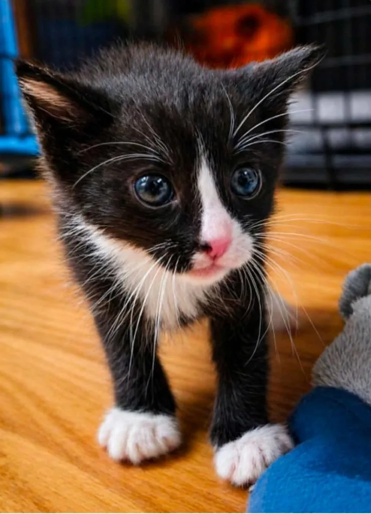 A baby medium-sized male Domestic Short Hair cat named Andy Warpaw for adoption in El Dorado, AR